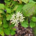 Cornus sanguineaFlower