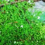 Moehringia muscosa Leaf