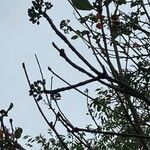 Cordia dodecandra