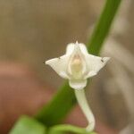 Polystachya albescens Flower
