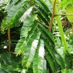Pentaclethra eetveldeana Leaf