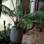 Cycas rumphii ᱥᱟᱠᱟᱢ