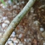 Tilia mandshurica Kabuk