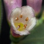 Symphoricarpos rotundifolius Flor