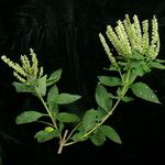 Elsholtzia fruticosa Plante entière