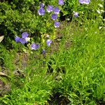 Campanula persicifolia 整株植物