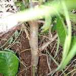Commiphora africana Casca