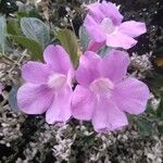 Bignonia magnifica 花