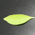 Alternanthera ficoidea Leaf