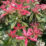 Pieris formosa Likasa
