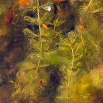 Myriophyllum spicatum Leaf