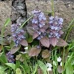 Ajuga reptansΛουλούδι