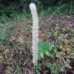 Chamaelirium luteum Habit