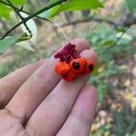 Euonymus verrucosus Fruit