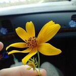 Coreopsis verticillataFlors