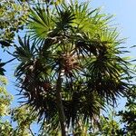 Thrinax radiata Folha