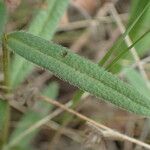 Prunella hyssopifolia Yaprak