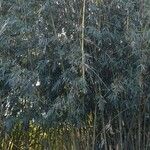 Bambusa vulgaris Rinde