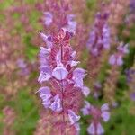 Salvia amplexicaulis Květ