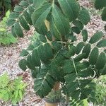 Sorbus domestica Feuille