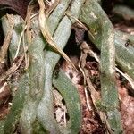 Dichaea panamensis Corteza
