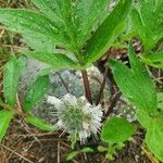 Hydrophyllum capitatum Floare