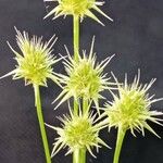 Echinaria capitata 花