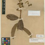 Haploclathra paniculata Hoja