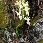 Orchis provincialis Hábito