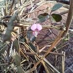 Desmodium scorpiurus Flor