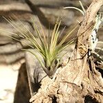 Tillandsia festucoides List