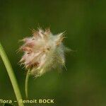 Trifolium resupinatum Fruit