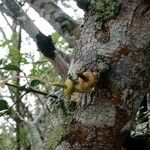 Parmentiera cereifera Fruit