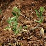 Trifolium leucanthum عادت داشتن