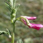 Vicia monantha Flower