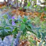 Verbena lasiostachys Yeri