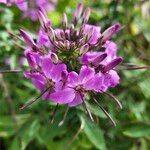 Cleome houtteanaFlower