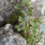 Paederota bonarota Blomma