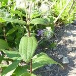 Clematis integrifolia Lapas