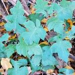 Polymnia canadensis Leaf