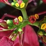 Euphorbia pulcherrimaFlor