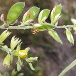 Rhynchosia reticulata Flor