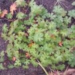 Geranium bicknellii Liść