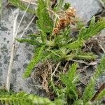 Achillea tomentosa Fuelha