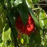 Brownea coccinea Blüte