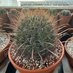 Ferocactus wislizeni Folha