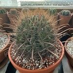 Ferocactus wislizeni برگ