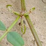 Hippocrepis biflora Fruit