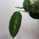 Goeppertia undulata 葉