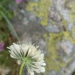 Scabiosa triniifolia